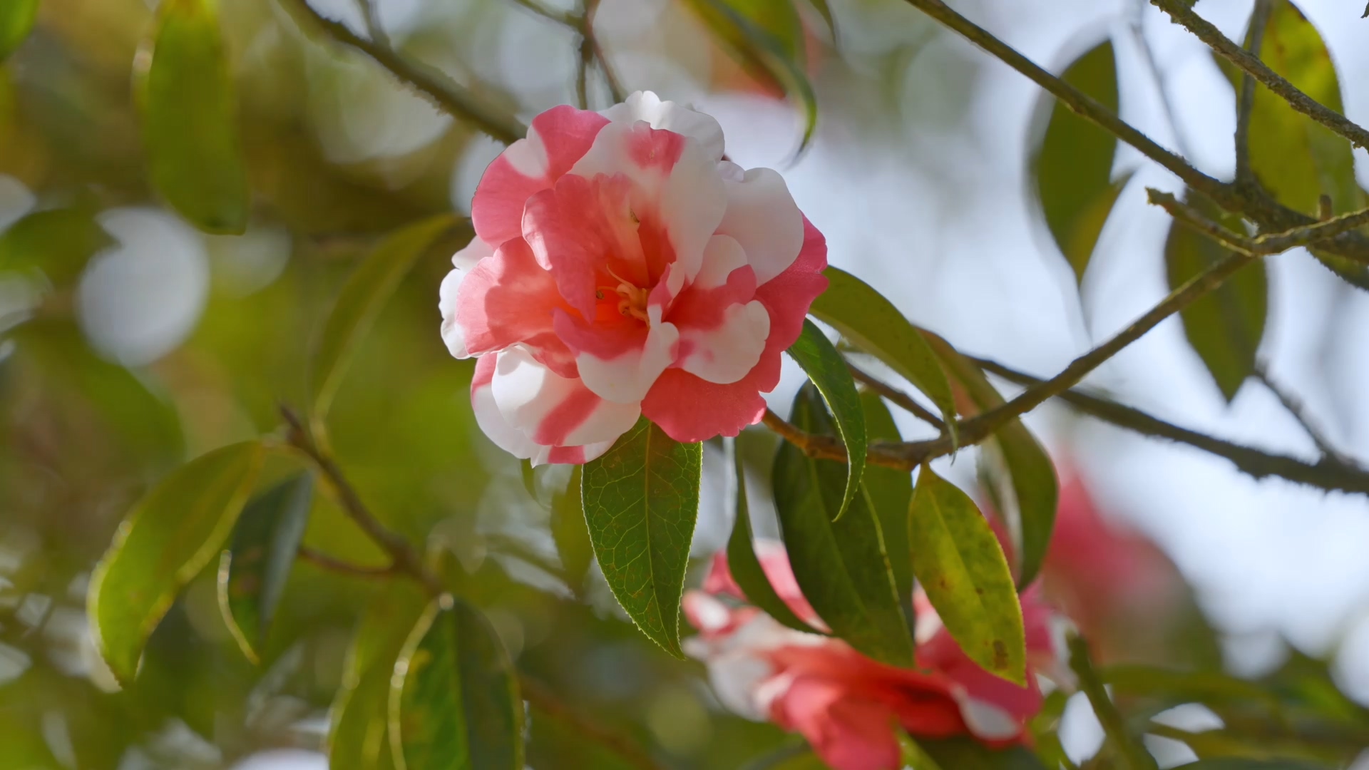 在云南省腾冲市来凤山国家森林公园的茶花基地里,135种4274株山茶花