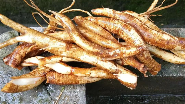 农村地边常见苎麻,有中国国宝,千年不烂软黄金的称号,保护好它|苎麻|国宝|野草_新浪新闻