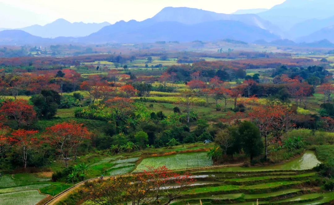 春天一定能让你有种低头是新绿,抬头是火红走在田埂之上在海南看木棉