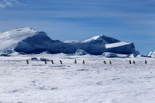 南极海冰面积创历史新低 不是简单的全球变暖|南极|海冰|全球变暖