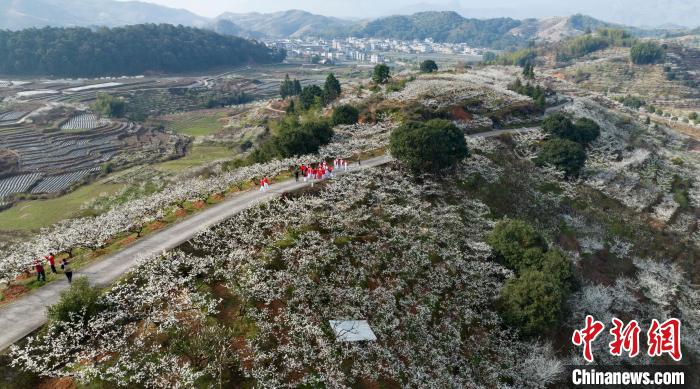 福建连城:李花飘香 四堡探遗__财经头条