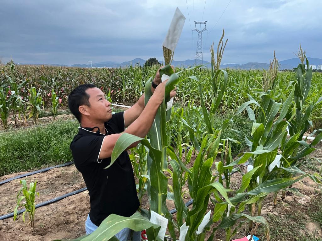 刘波在为玉米套袋.新华社记者罗江 摄