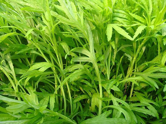 时令风物|蓼茸蒿笋试春盘,人间有味是清欢|惠崇|溪头|蒌蒿_新浪新闻