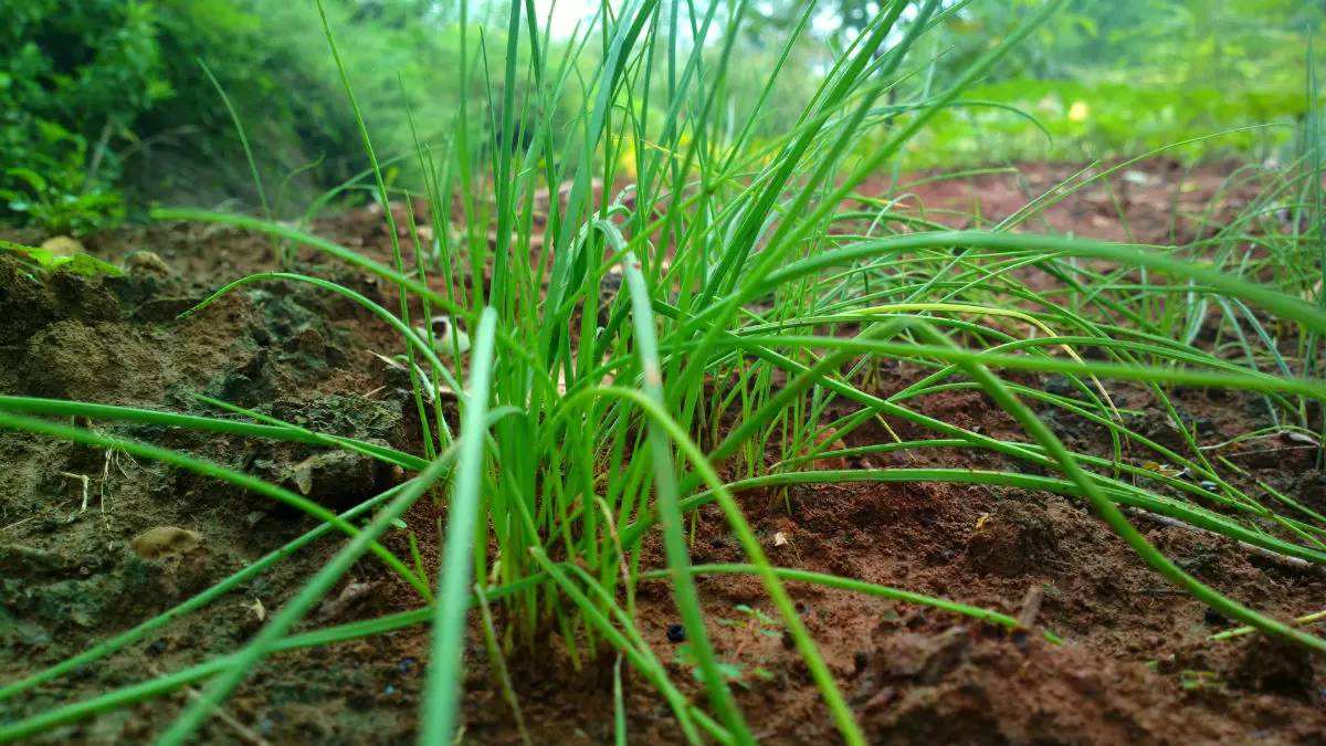 农村野菜胡葱,香气浓郁又下饭,营养价值极高,有钱也难买到__财经头条