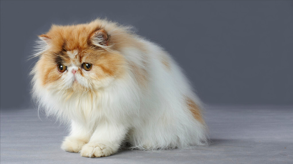 波斯猫的四大禁忌,你不注意会出大事!|波斯猫|猫咪|毛发_新浪新闻