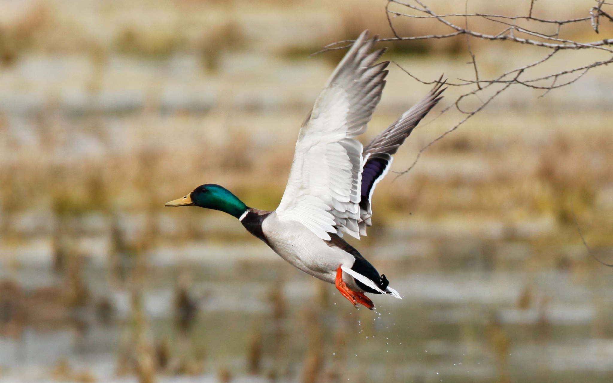 绿头鸭来到野鸭湖觅食.方春 摄