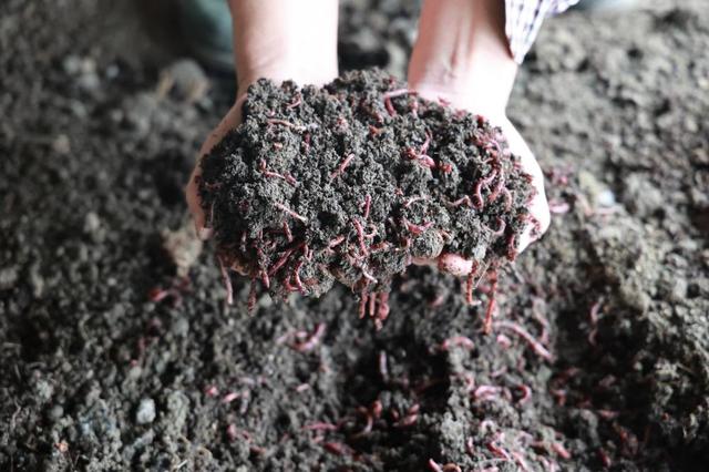 蚯蚓粪便是好肥料.南国早报客户端记者 巫碧燕摄