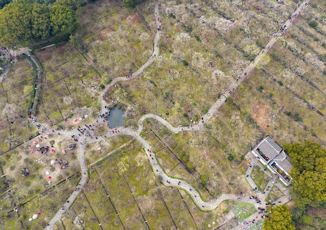 春日时节,位于江苏省苏州市光福镇的香雪海景区梅花盛开,花香四溢