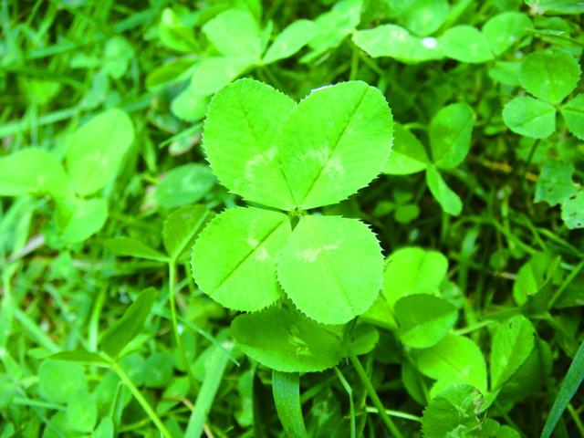 德国人到野外寻找幸运草_新浪财经_新浪网