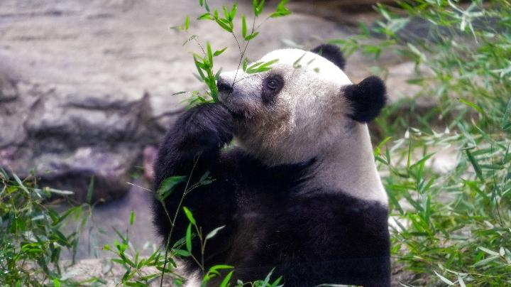 這是2月19日在日本東京上野動物園拍攝的大熊貓