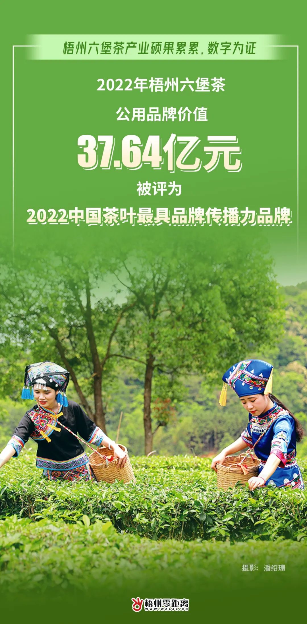 过去一年,梧州六堡茶产业硕果累累,数字为证!|梧州市_新浪新闻