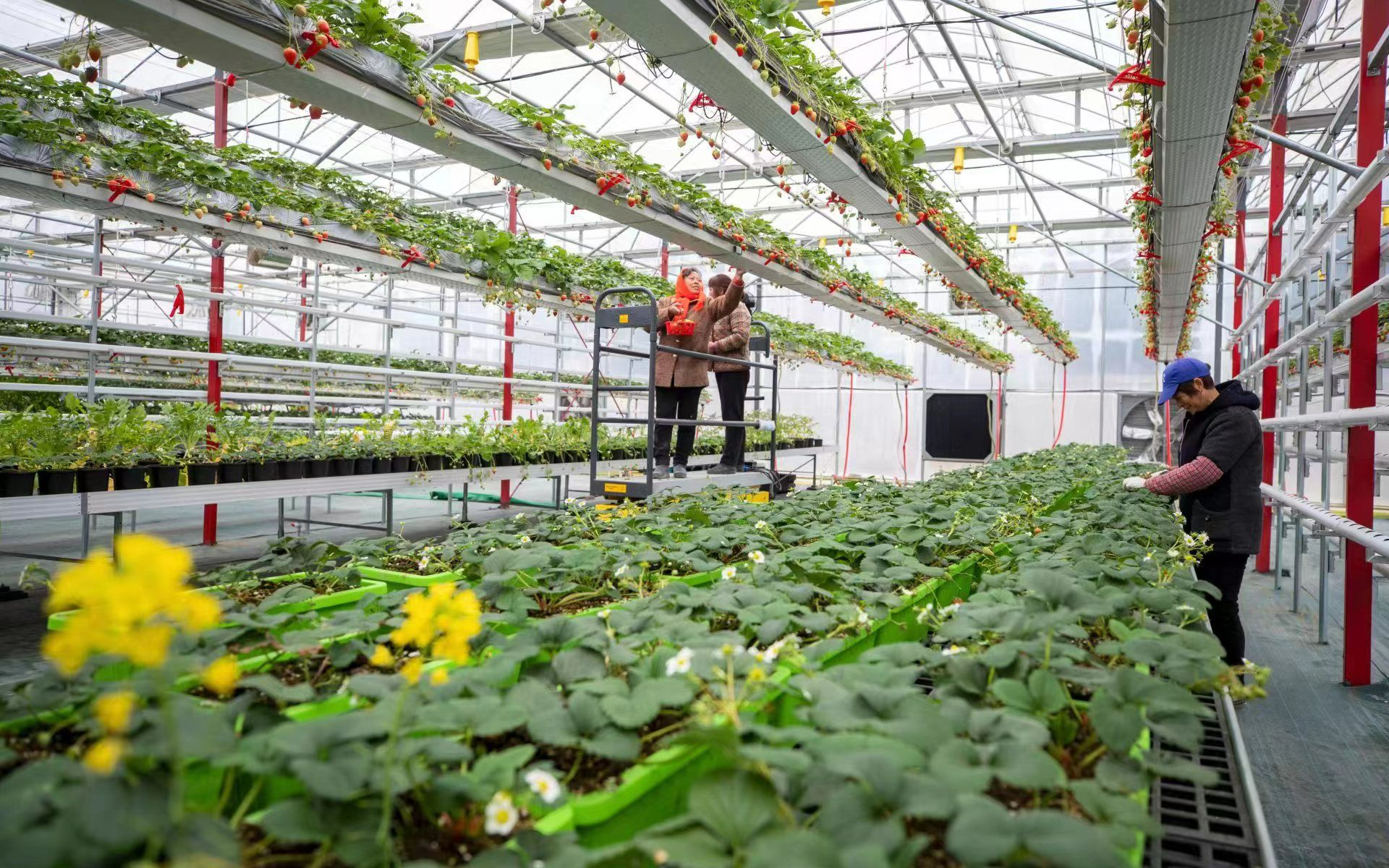 临城街道"空中草莓"种植大棚里,村民正在采摘刚成熟的草莓.