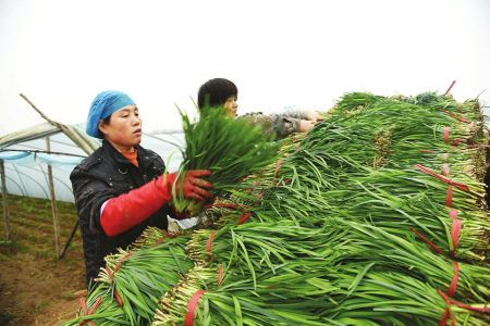 闻喜县桐城镇东河口村头茬韭菜获丰收|村民_新浪财经_新浪网