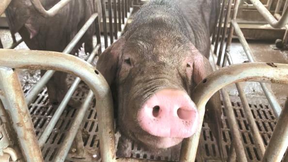 走近猪舍,"热情好客"的枫泾猪探出头来 本报记者 屠瑜 实习生 陈佳华