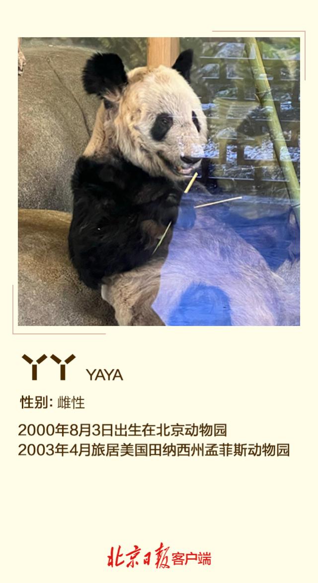 “香香”回国,“丫丫”受关注,海外大熊猫近况如何?一起来看_手机新浪网