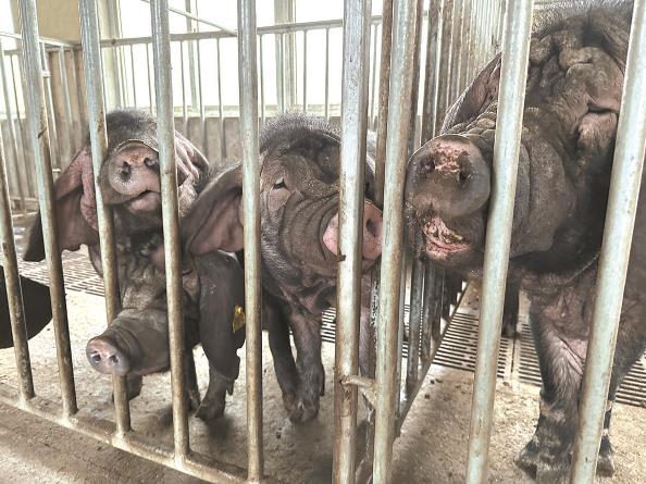 枫泾猪欢迎来客本报记者 屠瑜 实习生 陈佳华 摄