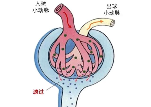 药物的作用机制是扩张肾小球的出球小动脉强于扩张肾小球的入球小动脉