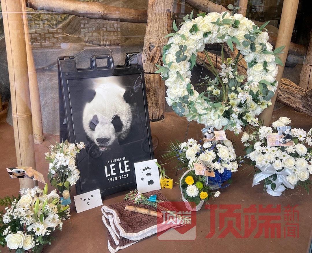 离世20余天，网友呼吁尽快调查旅美大熊猫乐乐死因休闲区蓝鸢梦想 - Www.slyday.coM