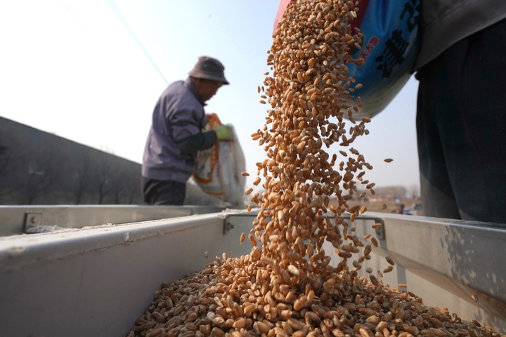 　　2月16日，河北省唐山市芦台经济开发区海北镇小海北村农民将备好的小麦种子、肥料一起放进播种机。新华社发（董军摄）