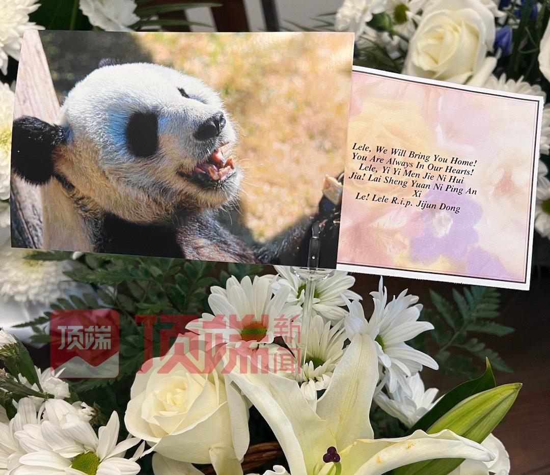 离世20余天，网友呼吁尽快调查旅美大熊猫乐乐死因休闲区蓝鸢梦想 - Www.slyday.coM