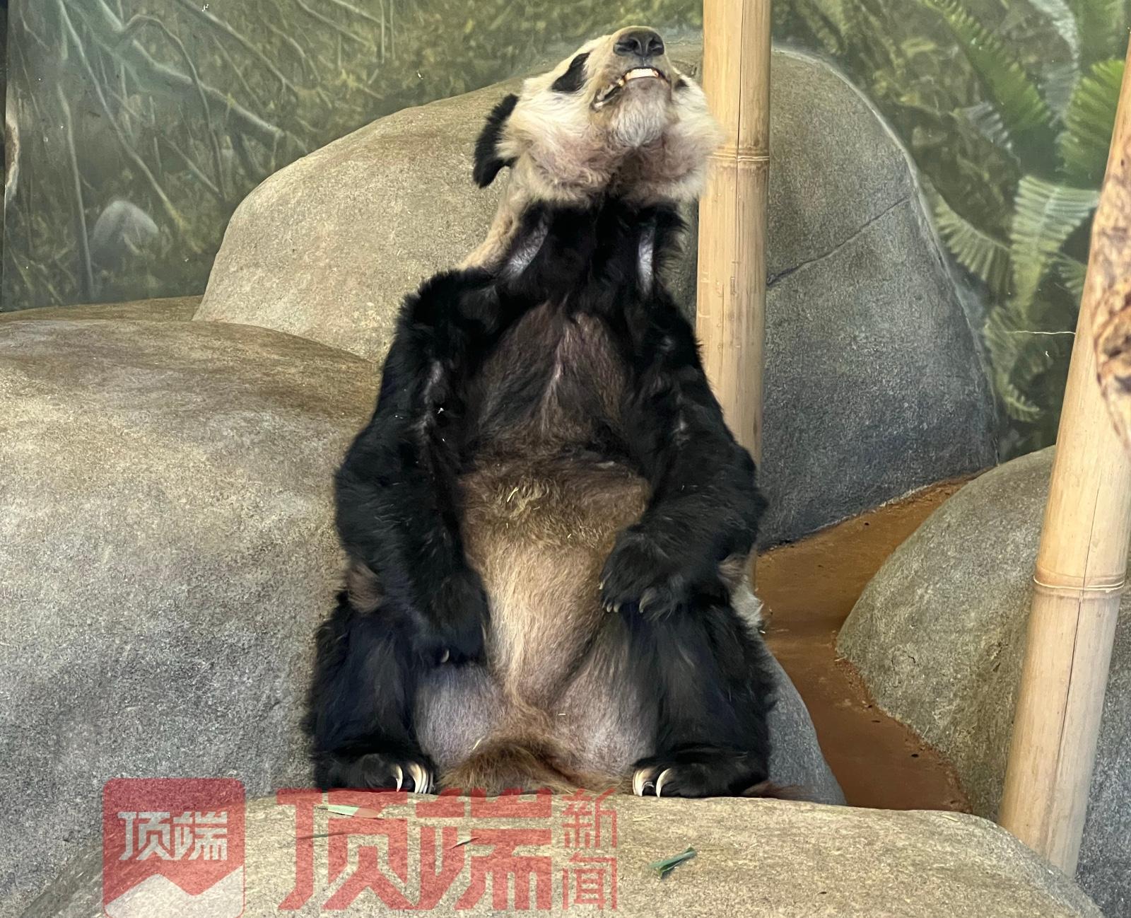 离世20余天，网友呼吁尽快调查旅美大熊猫乐乐死因休闲区蓝鸢梦想 - Www.slyday.coM