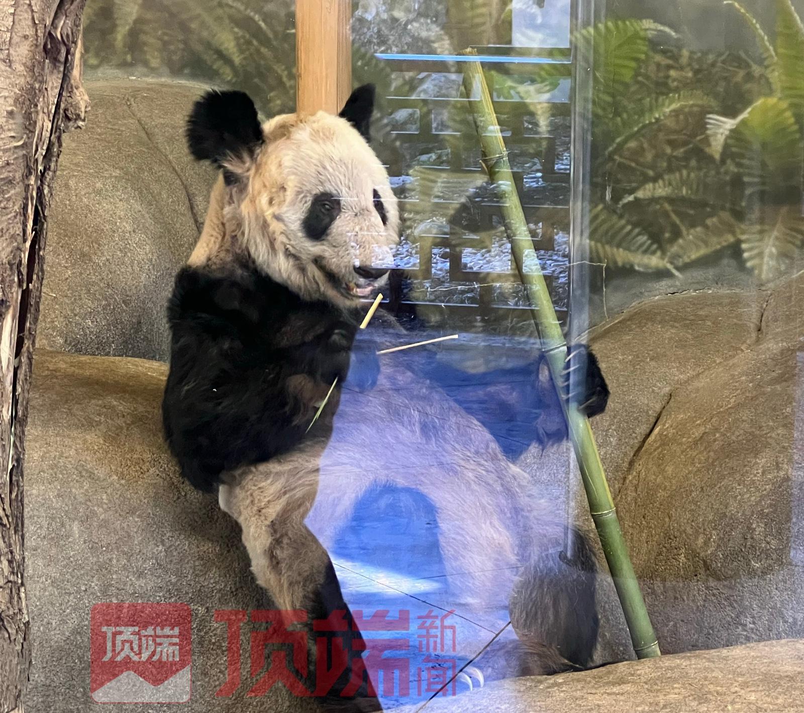 离世20余天，网友呼吁尽快调查旅美大熊猫乐乐死因休闲区蓝鸢梦想 - Www.slyday.coM
