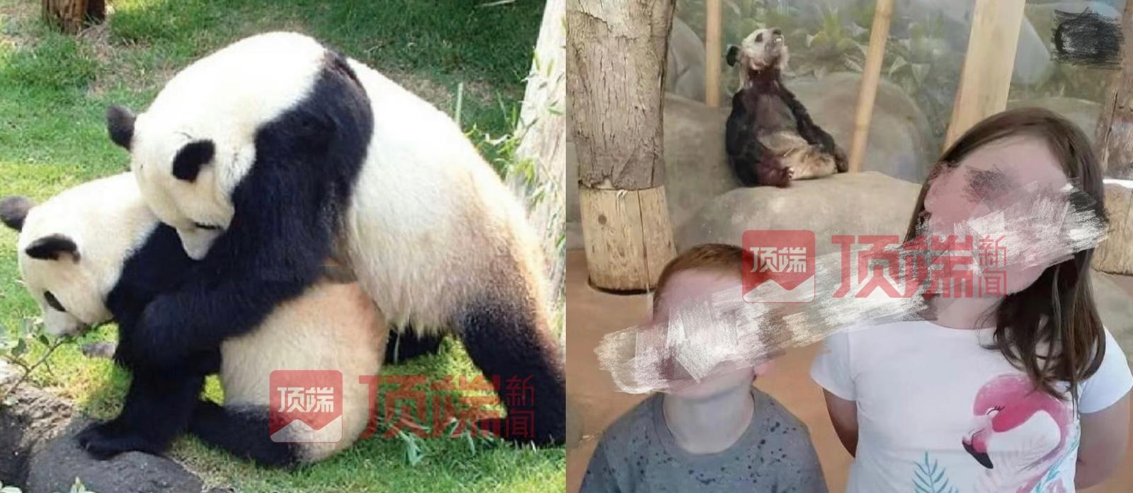 离世20余天，网友呼吁尽快调查旅美大熊猫乐乐死因休闲区蓝鸢梦想 - Www.slyday.coM