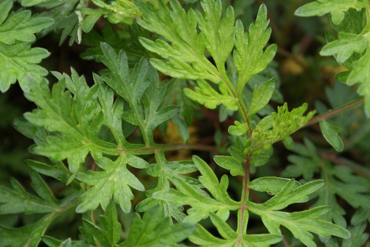 农村菜园常见的野艾蒿,农民朋友们非常讨厌,却不知它有4大妙用__财经