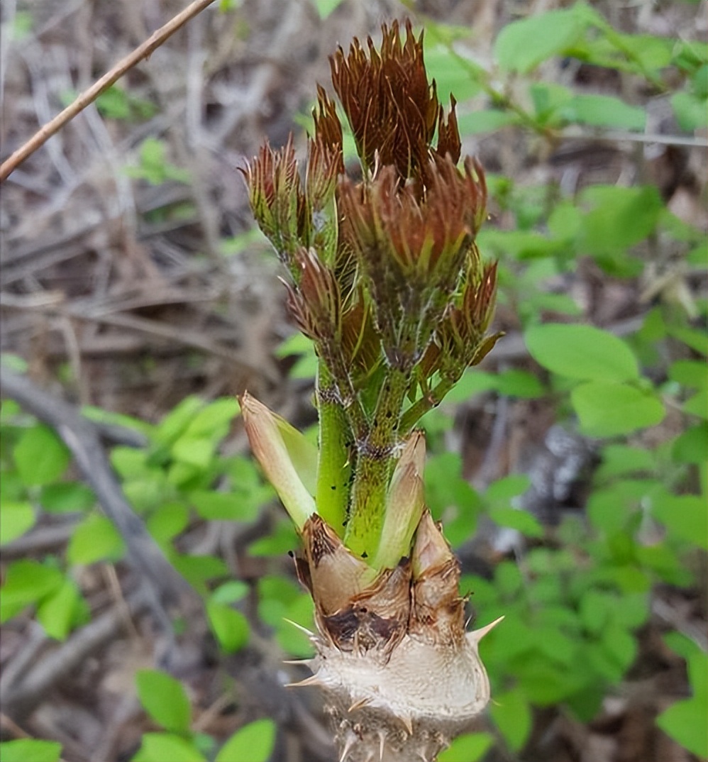 农村长刺的楤木,嫩芽被称为树上人参,山野菜之王,上100元一斤__财经