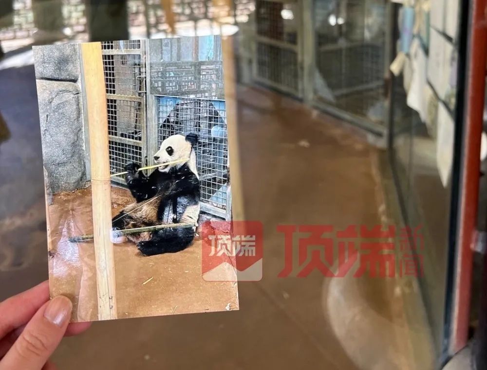 旅美大熊猫“乐乐”离世，知情人：专家已赴美照看“丫丫”并协商回国休闲区蓝鸢梦想 - Www.slyday.coM