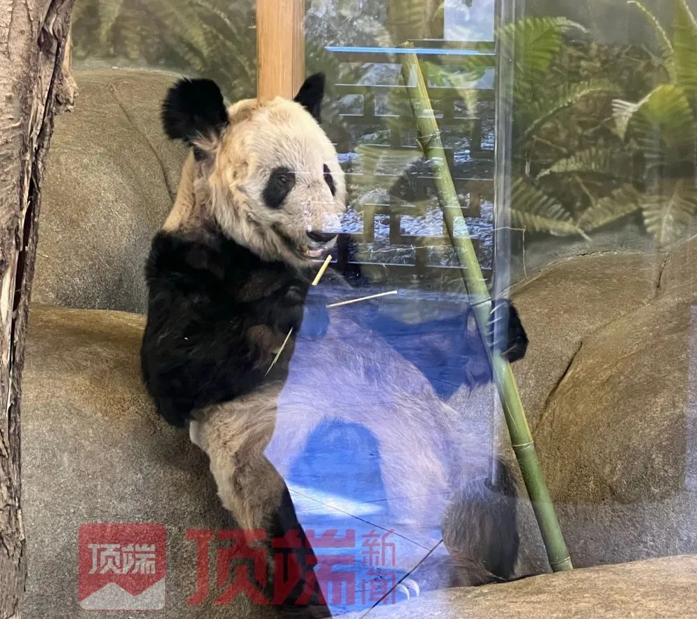 旅美大熊猫“乐乐”离世，知情人：专家已赴美照看“丫丫”并协商回国休闲区蓝鸢梦想 - Www.slyday.coM
