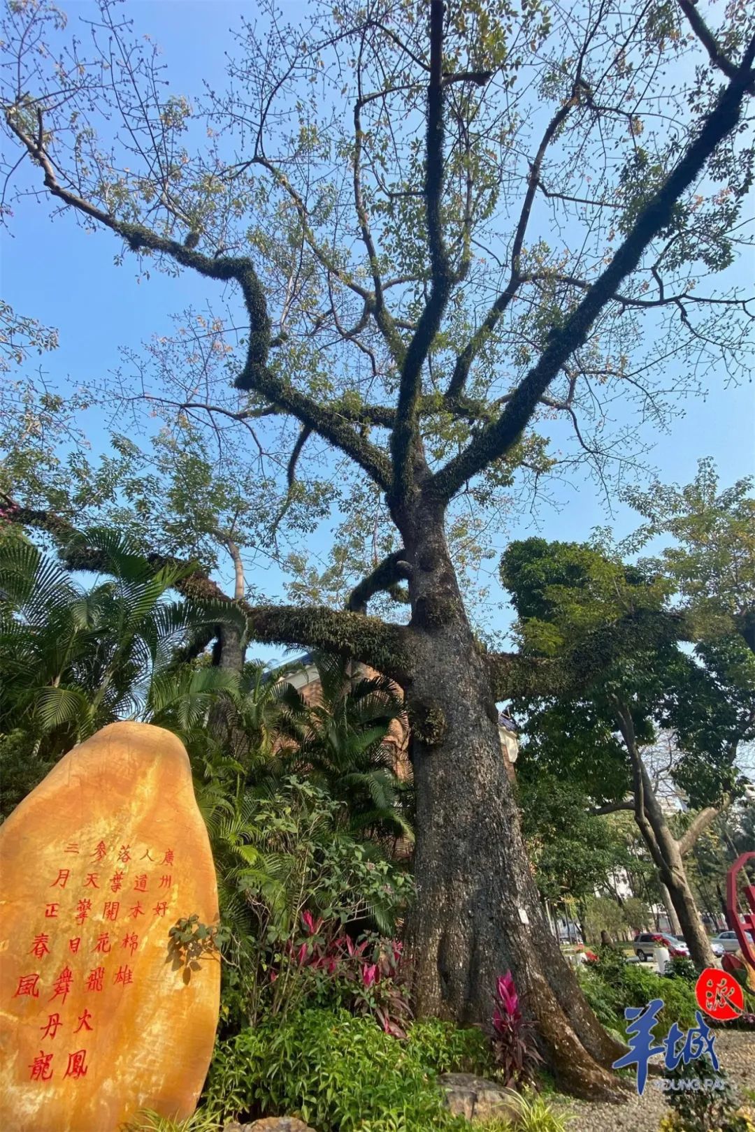 十丈珊瑚是木棉，花开红比朝霞鲜