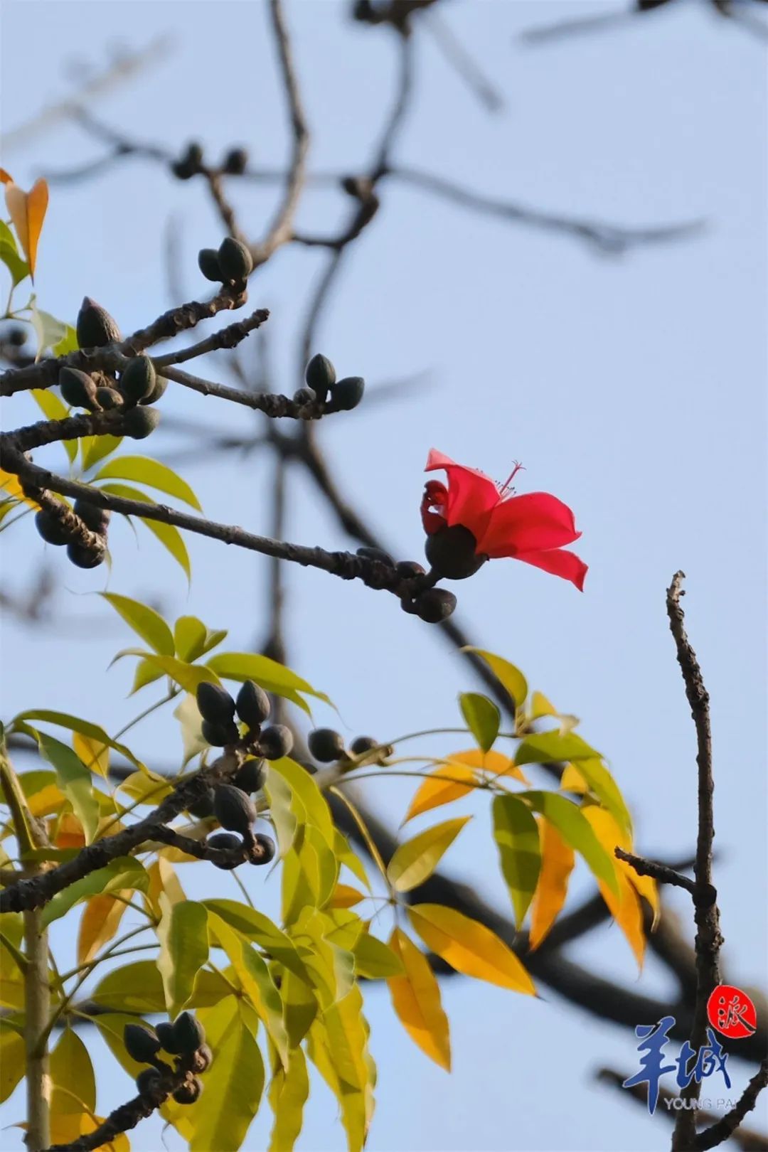 十丈珊瑚是木棉，花开红比朝霞鲜