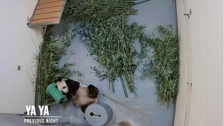 北京动物园已做好大熊猫“丫丫”回国准备工作