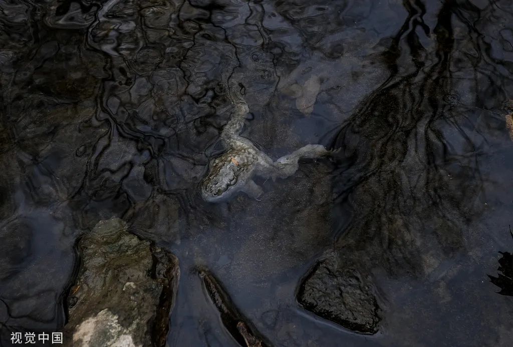 &ldquo;已造成近4.4万只动物死亡&rdquo;