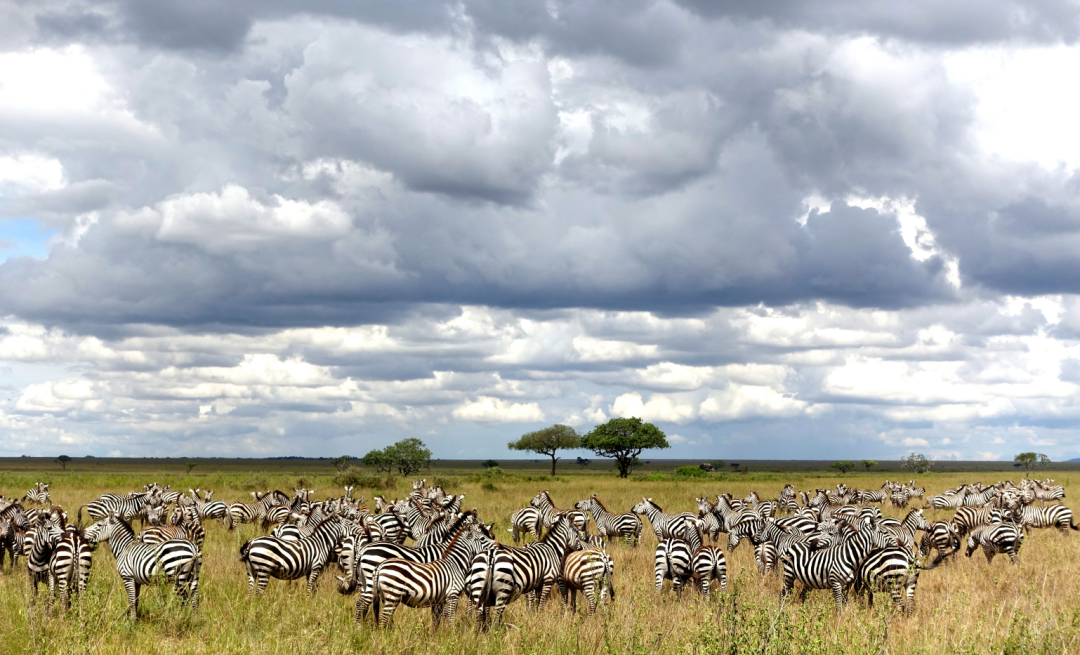 啥??青岛一企业月薪4万招人养鸡???网友激动地点开,一看要求…陷入沉