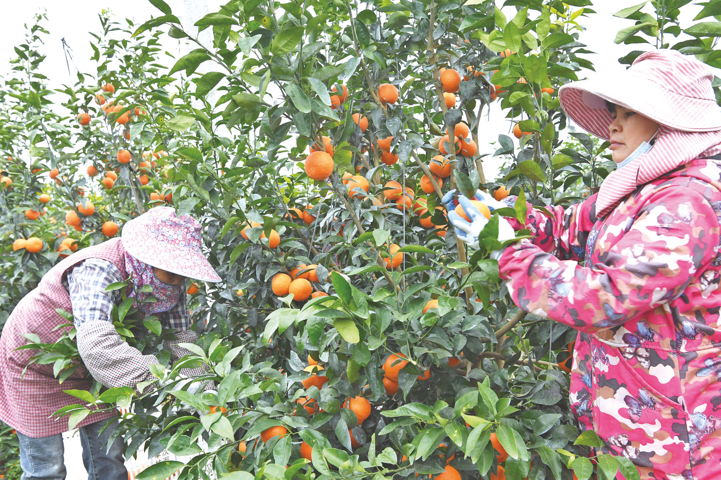 &nbsp;&nbsp;&nbsp;&nbsp;▼果农忙着采摘沃柑,一派丰收景象.