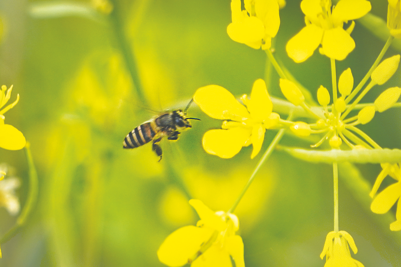     ▲盛开的油菜花引来蜜蜂采蜜.
