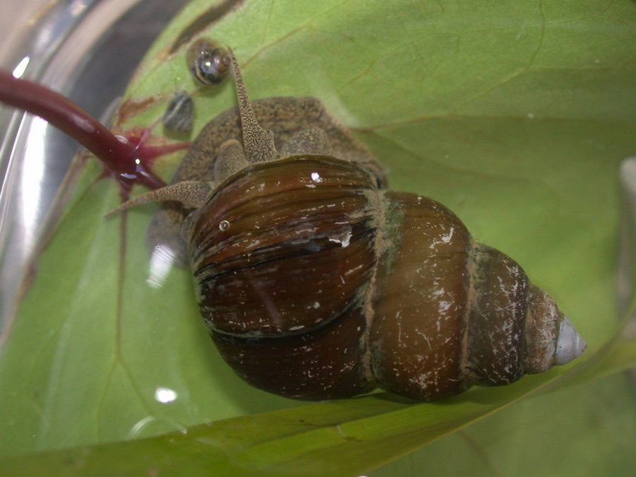 石田螺.受访者供图