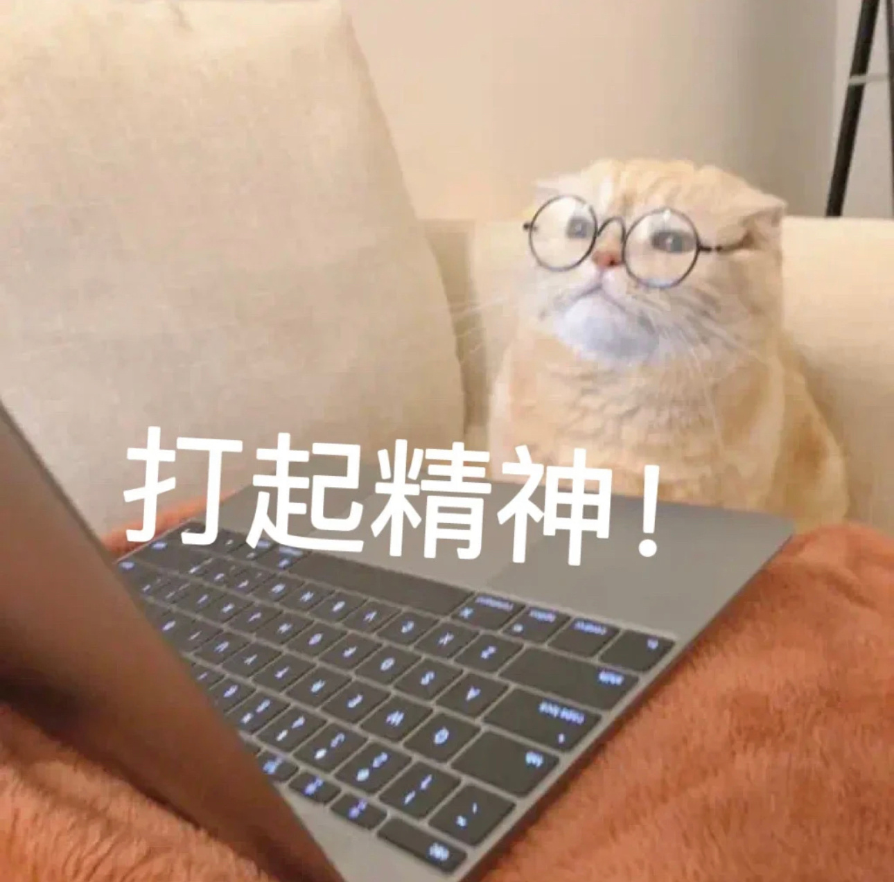 猫猫表情包 打起精神 我一点都不惊讶 我就想当个废物……|脑子|自由|活着_新浪新闻