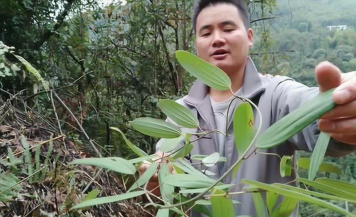 一种会"出血"的植物,人称血母价值珍贵,女性朋友一定要认识它休闲区