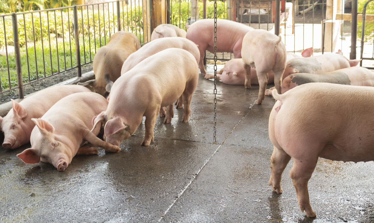 鸡价猛涨牛价狂飙猪价涨不停羊价跌惨养殖业咋了
