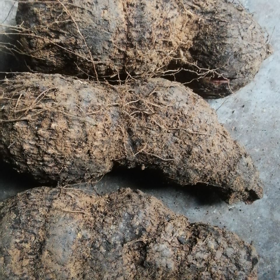 一种会"出血"的植物,人称血母价值珍贵,女性朋友一