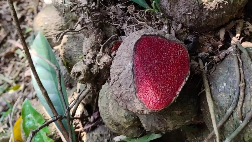 一种会"出血"的植物,人称血母价值珍贵,女性朋友一
