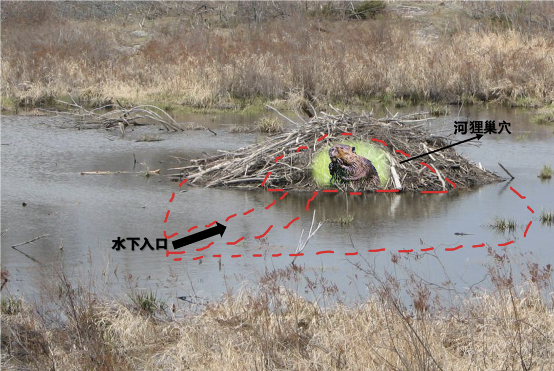 河狸巢穴示意图,制图:马东源,原图片来源 :pixabay,拍摄:bridesmill