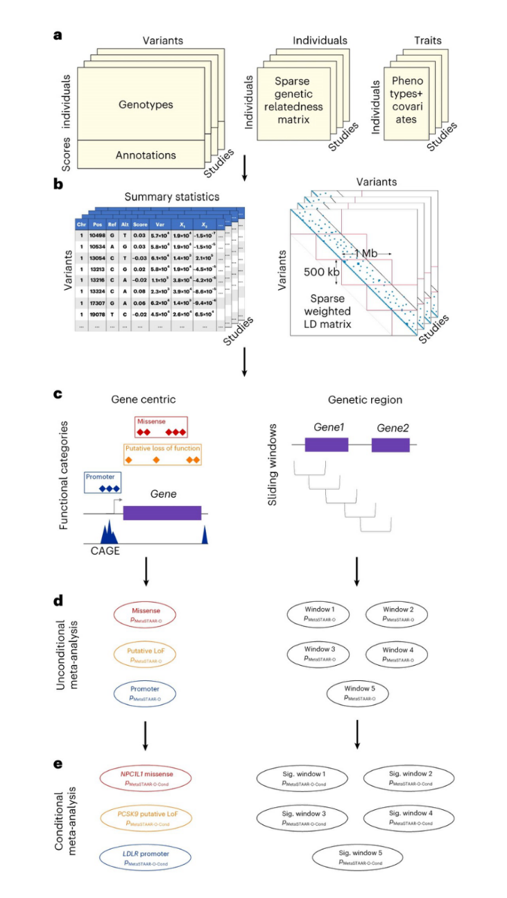 图丨 MetaSTAAR 荟萃分析流程（来源：Nature Genetics）