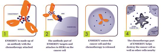 图片[4]-重磅ADC疗法「德曲妥珠单抗」在中国获批，治疗乳腺癌！ - 日出资源网-日出资源网