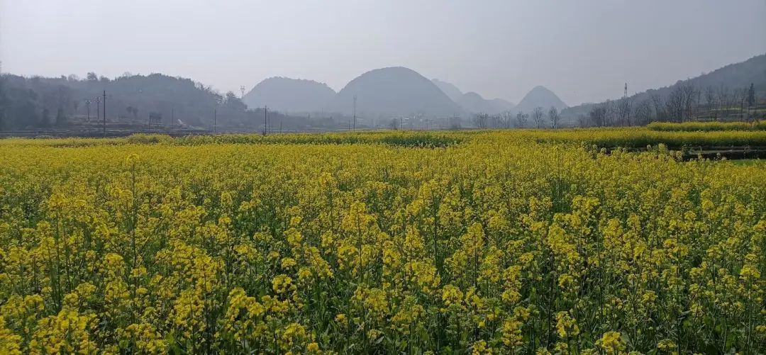 韶关乐昌梅花镇,绽放的油菜花海.