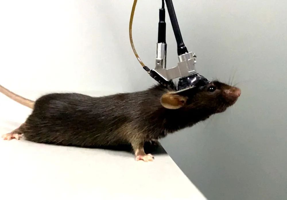 图为佩戴微型化三光子显微镜的小鼠。研究团队供图