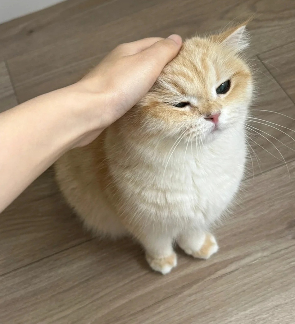 专访！摸摸唱玩的游戏2025年摸摸唱玩的游戏发展现状与玩法解析